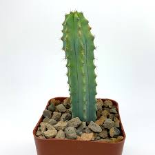 Image result for Myrtillocactus