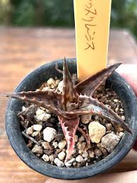 Image result for Aloe mossurilensis
