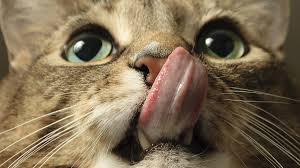 We did not find results for: Bbc Learning English The English We Speak Cat Got Your Tongue