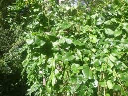 Image result for Basellaceae