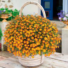 Is the 46th and incumbent president of the united states. Bidens Blazing Fire 5 Large Plug Plants Brookside Nursery