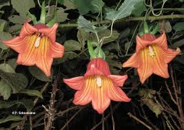Image result for Canarina