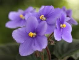 African violets will thrive in bright, warm and humid conditions. How Do You Take Care Of An African Violet Plant Seriously Flowers