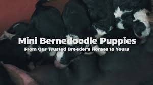 Most trusted source of mini bernedoodle puppies for sale. Miniature Bernedoodle Puppies For Sale