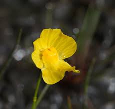 Image result for Utricularia gibba