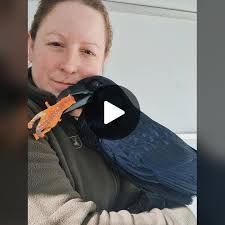 Understanding the Joys of Pet Ravens