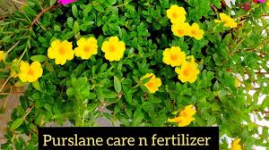 Eating purslane leaves can help to improve digestion, strengthen your. Purslane Plant Monsoon Care N Fertilizer Organic Liquid Fertilizer For 10 O Clock Portulaca Youtube