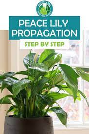 Easy Peace Lily Propagation Through Separation Peace Lily Peace Lily Plant Peace Lily Care