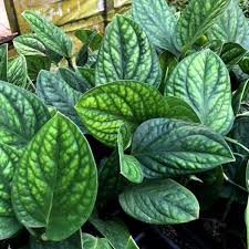 Monstera Sp Peru Limit Of 1 Steve S Leaves Monstera Climbing Plants Philodendron Plant