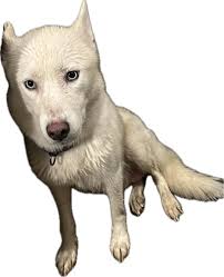 Lost Female Husky Tiger Bear