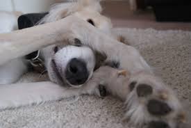 This Is My Dog He S Not A Normal Dog He S A Saluki O