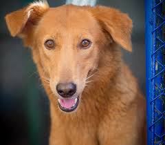 We will help you find the best pet you need according to your choice. 36 Dogs And Puppies In Dubai That Need Foster Or Forever Homes What S On