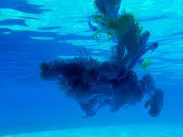 Pee underwater