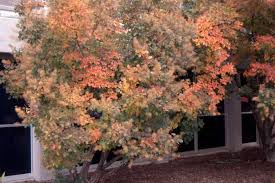 Image result for Cogniauxia