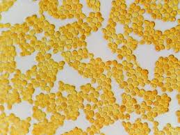 Image result for Gilgiochloa indurata