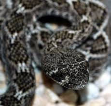 Queen elizabeth i's favorite pirate was an english hero, but his career has a dark side File Juvenile Western Diamondback Rattlesnake Crotalus Atrox 51305423 Jpg Wikimedia Commons