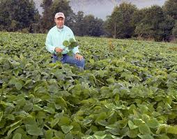 This will attract more deer to your kill plots and make them that much more effective. Best Food Plot Crops Hunting Advice And Tips For Serious Deer And Turkey Hunters