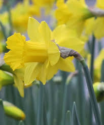 Pseudo Narcissus Obvallaris Tenby Daffodil Daffodils Narcissus Tenby