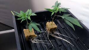 How to clone a marijuana plant. Picture Guide To Cloning Marijuana Grow Weed Easy
