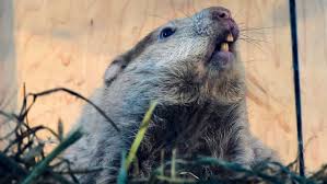 Groundhog Day 2024: Punxsutawney Phil Predicts An Early Spring Is On The  Way | Daily Mail Online