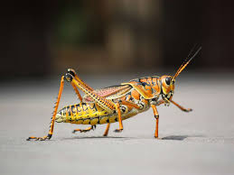 With our rhino grasshopper tutorials, you can learn grasshopper faster and easier!learning to think parametrically is a rhino grasshopper tutorials. What Are The Best And Tastiest Bugs To Eat For Survival