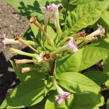 Image result for Nicotiana tabacum