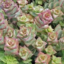 Check spelling or type a new query. Pin On Succulents