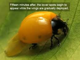 We did not find results for: Birth Of A Ladybird English Version Youtube