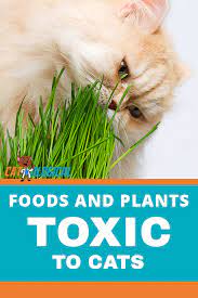 Foods And Plants Never To Feed Your Cat Cat Care Cats And Kittens Cat Training