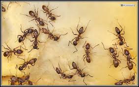 Pavement ants, or house ants, are found all over the u.s. Argentine Ants