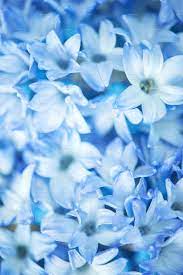 2,284 free images of may. Blue Spring Flowers Macro Vertical High Quality Nature Stock Photos Creative Market
