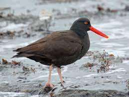 Sunbirds hummingbirds do not inhabit south africa. Black Oystercatcher Wikipedia