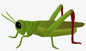 Svg Transparent Clipart Cricket Insect Grasshopper Png Free Transparent Png Download Pngkey