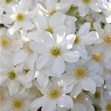 Maybe you would like to learn more about one of these? Clematis Cartmanii Avalanche Yougarden
