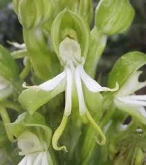 Image result for Bonatea antennifera