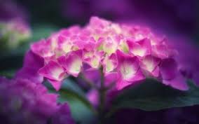 Bring the nature to your screen. 143 Hydrangea Hd Wallpapers Background Images Wallpaper Abyss