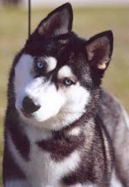 Log in to see 0 comments. Pin By Nancy Singh On Huskies Black Siberian Husky Husky Siberian Husky