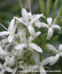 Image result for Pavetta uniflora