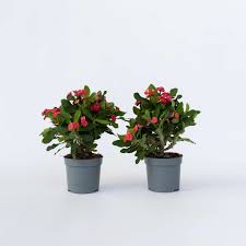 Image result for Euphorbia kilwana