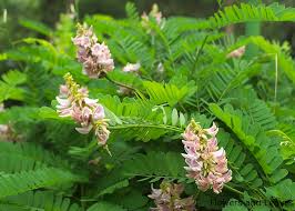 Image result for Abrus melanospermus