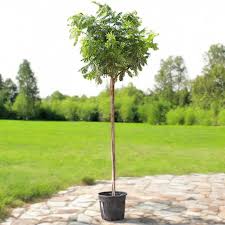 Image result for Limeum pterocarpum