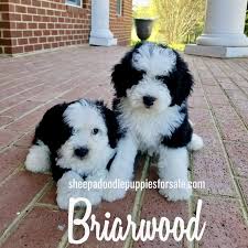 The approximate wait time for a feathers and fleece sheepadoodle is. F1 Mini Sheepadoodle Puppies Briarwood Exotic Cats Washington Dc S Premier Savannahs Cornish Rex Kittens