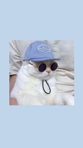 Pola dan man pemandangan bir biru hijau alam keren merah hitam lanskap alami bunga putih kuning ungu et langit di. Pin By Lyn Qnb On Cat Cute Cute Cat Wallpaper Cute Disney Wallpaper Cat Wallpaper