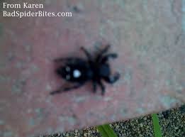 An orb weaver spider caught a bee in her web. Spider Identification Comment Number 11 Spider Identification Black House Spider Spider