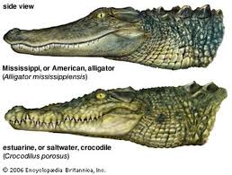 Dundee poster 28 february 2020 | movieweb. The Largest Alligator Ever Measured Our Planet