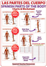 For language to stick, students need to hear. Spanish Parts Of The Body Charts Partes Del Cuerpo Woodward Spanish