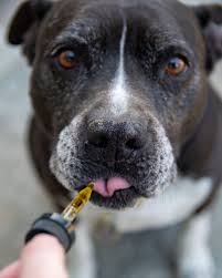 WUF y Juana lanzan aceite de CBD para mascotas: una solución natural para  lidiar con la pirotecnia | WUF | EL COMERCIO PERÚ