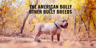 American bulldogs are healthy dogs and will do very well with a variety of quality dog foods. American Bully Versus Other Bully Breeds Ancestors And Differences