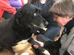 332 w grant line rd, tracy, ca 95376. Fort Collins Nonprofit Elder Pet Care Helps Seniors Furry Friends