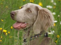 Image result for výmarský dlouhosrstý ohař